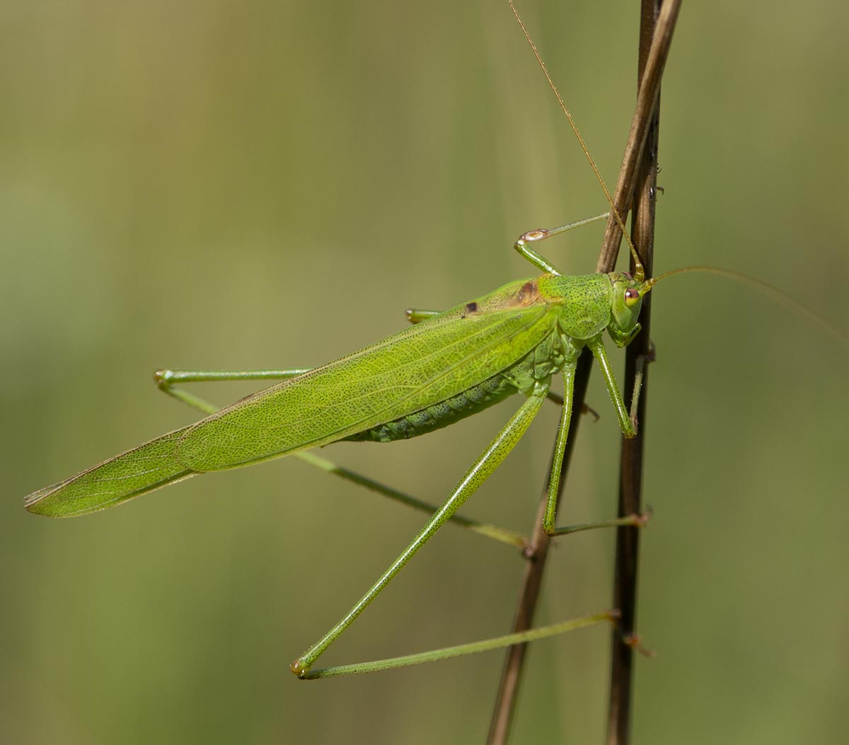 Männchen